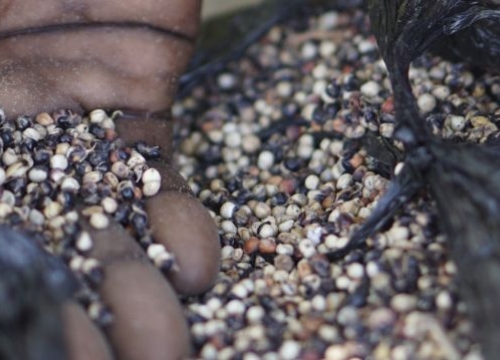 Lake Chad, Fourkouloum village. When she is unable to sell her stock of wood, this woman and her family can spend weeks eating only sorghum seeds.
