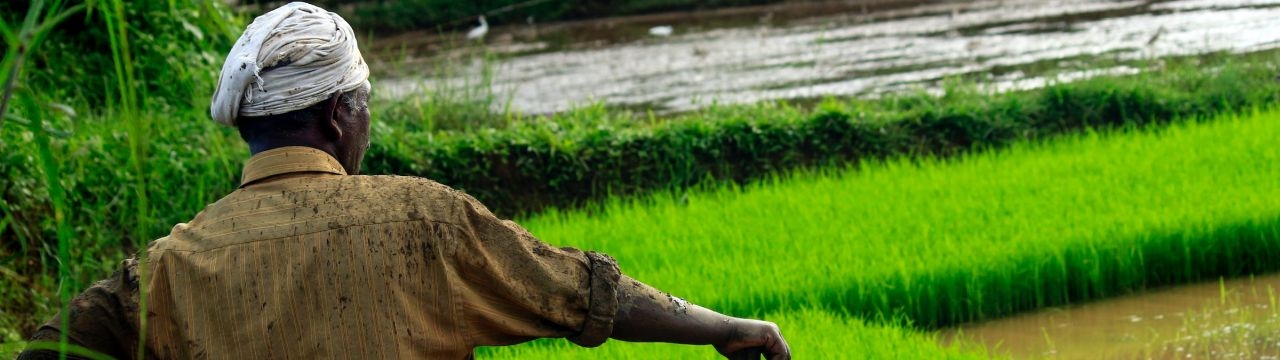 A peasant in front if rice fields