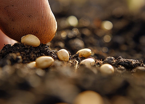 Right to Seeds Webinar