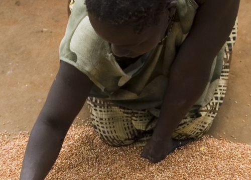 Woman drying beans on the ground